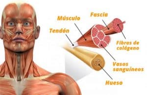 músculo articular