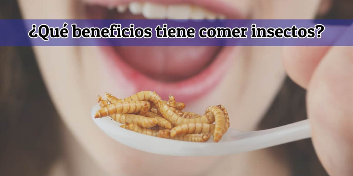 Beneficios comer insectos