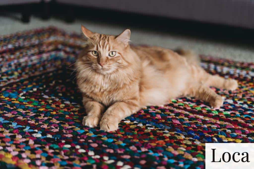 Alfombra para gatos