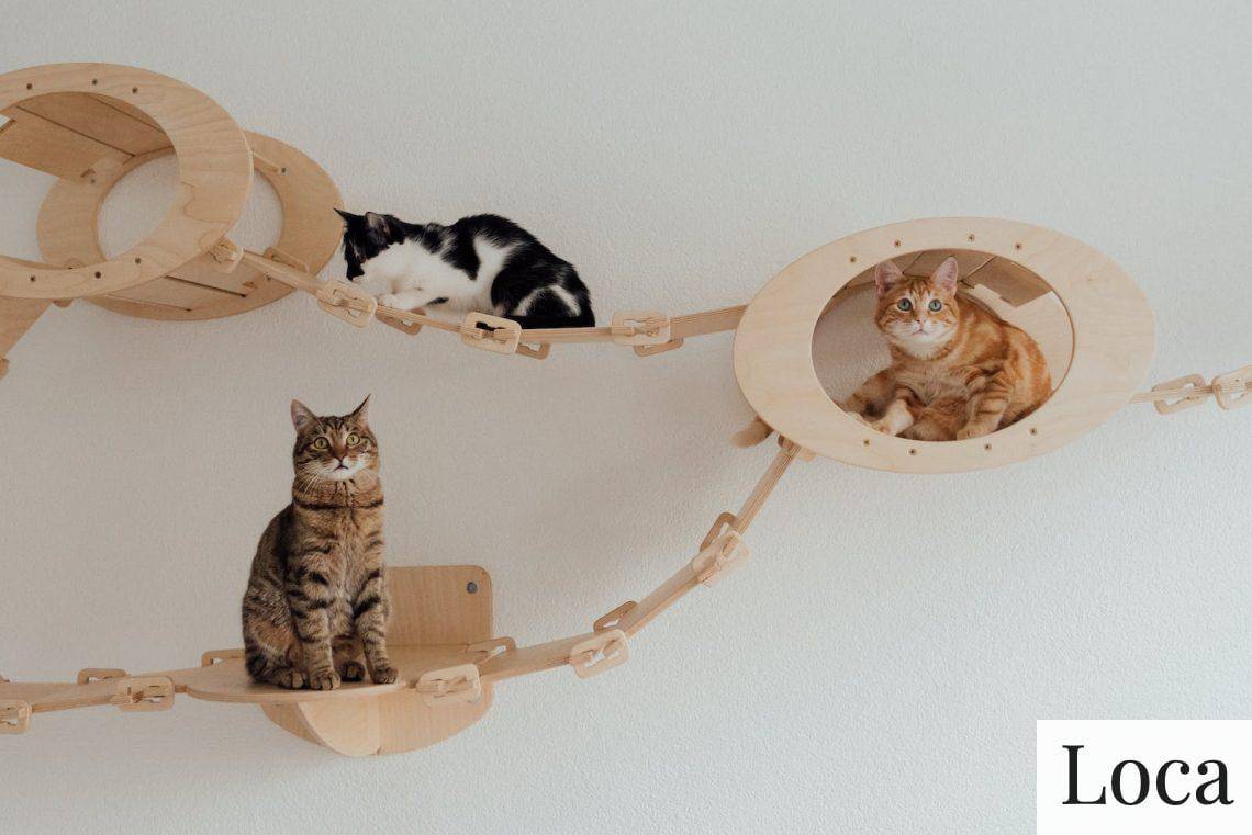 Decoración para gatos