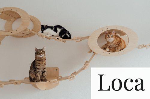 Decoración para gatos