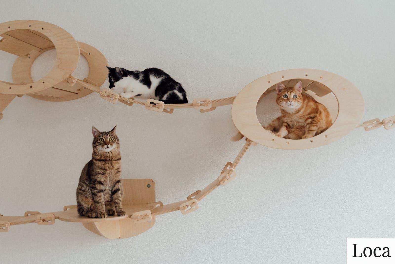 decoracion gatos