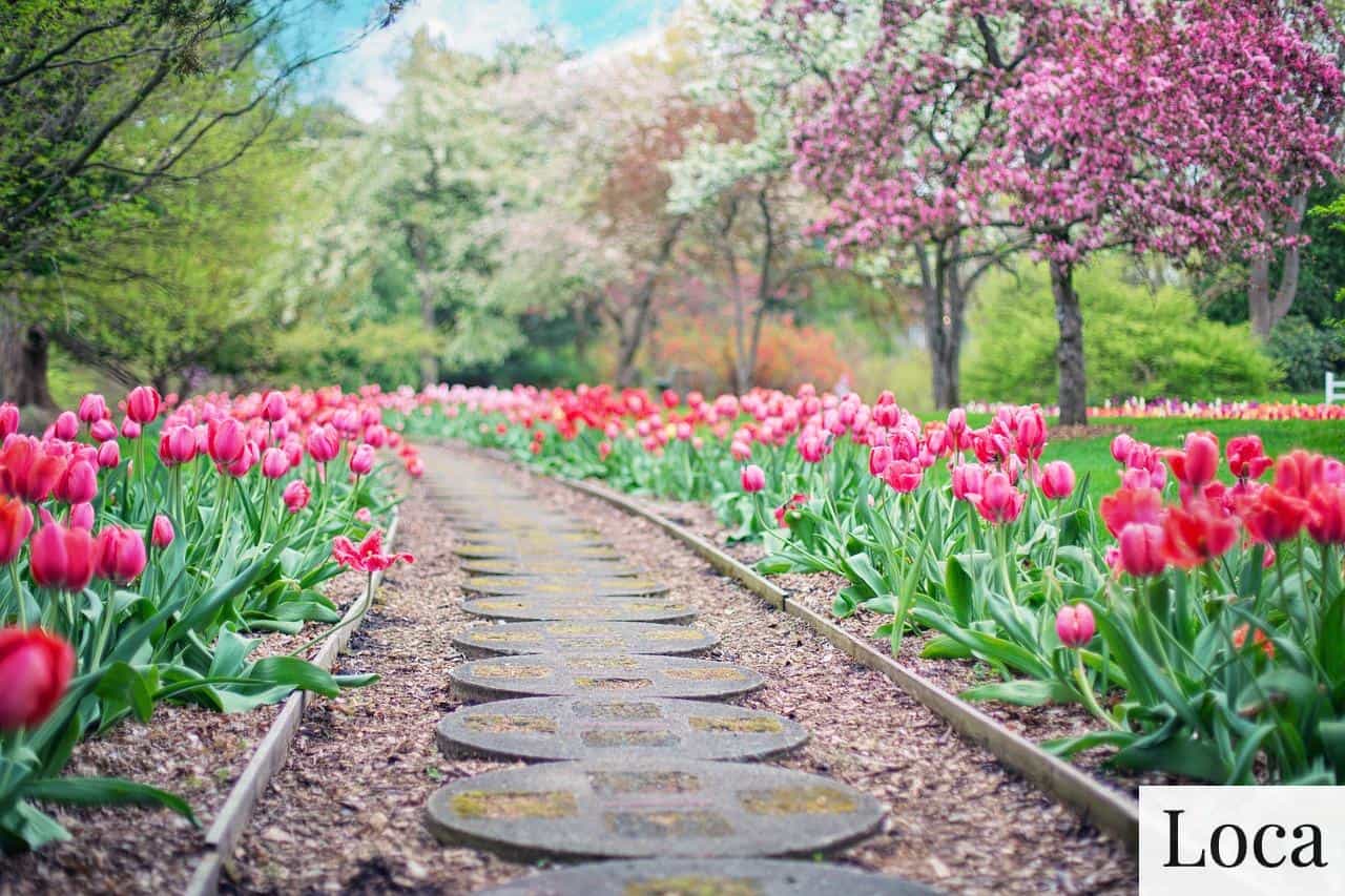sendero con flores