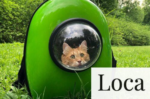 transportin de gatos