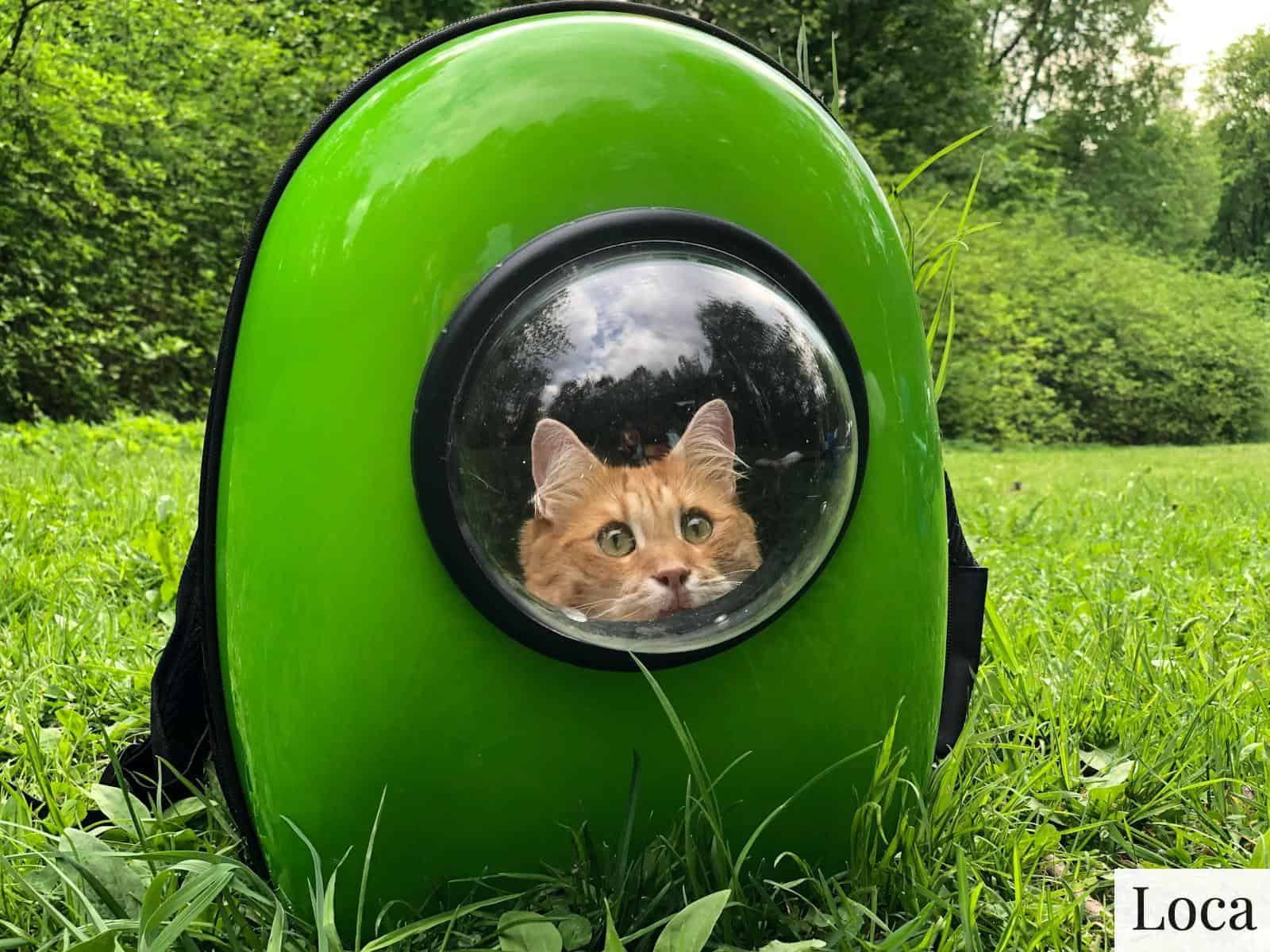 transportin de gatos