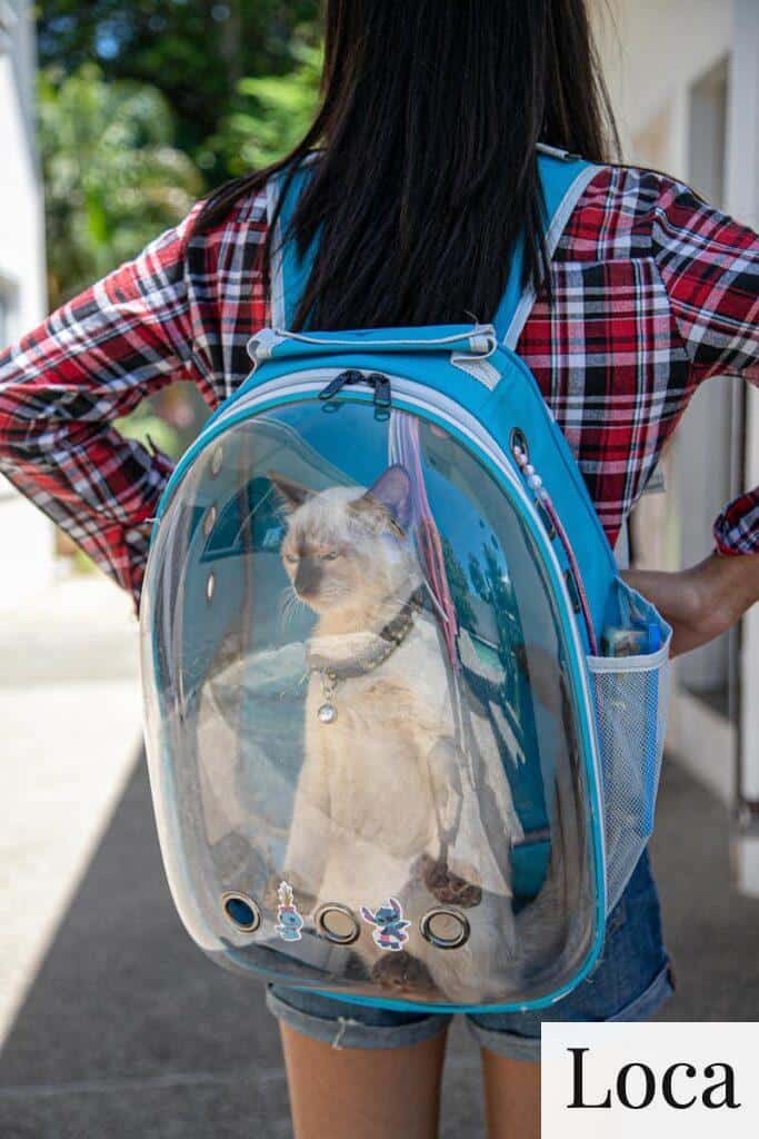 transportin de mascotas