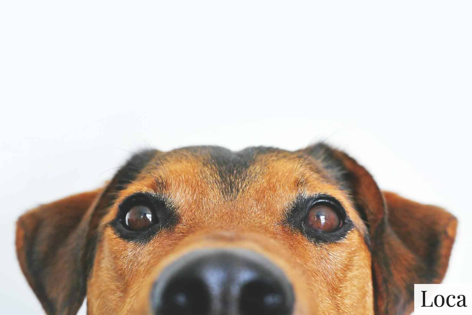 perro